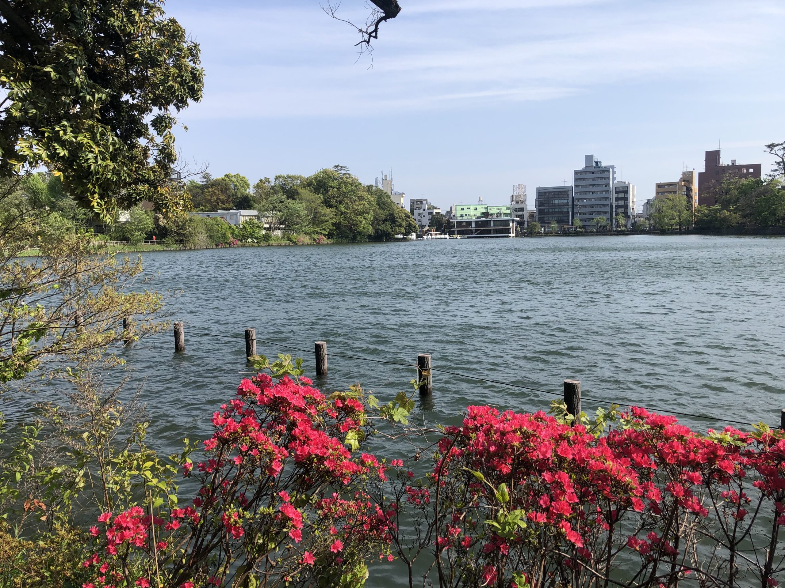 洗足池公園 都内の穴場スポットでのんびり散歩